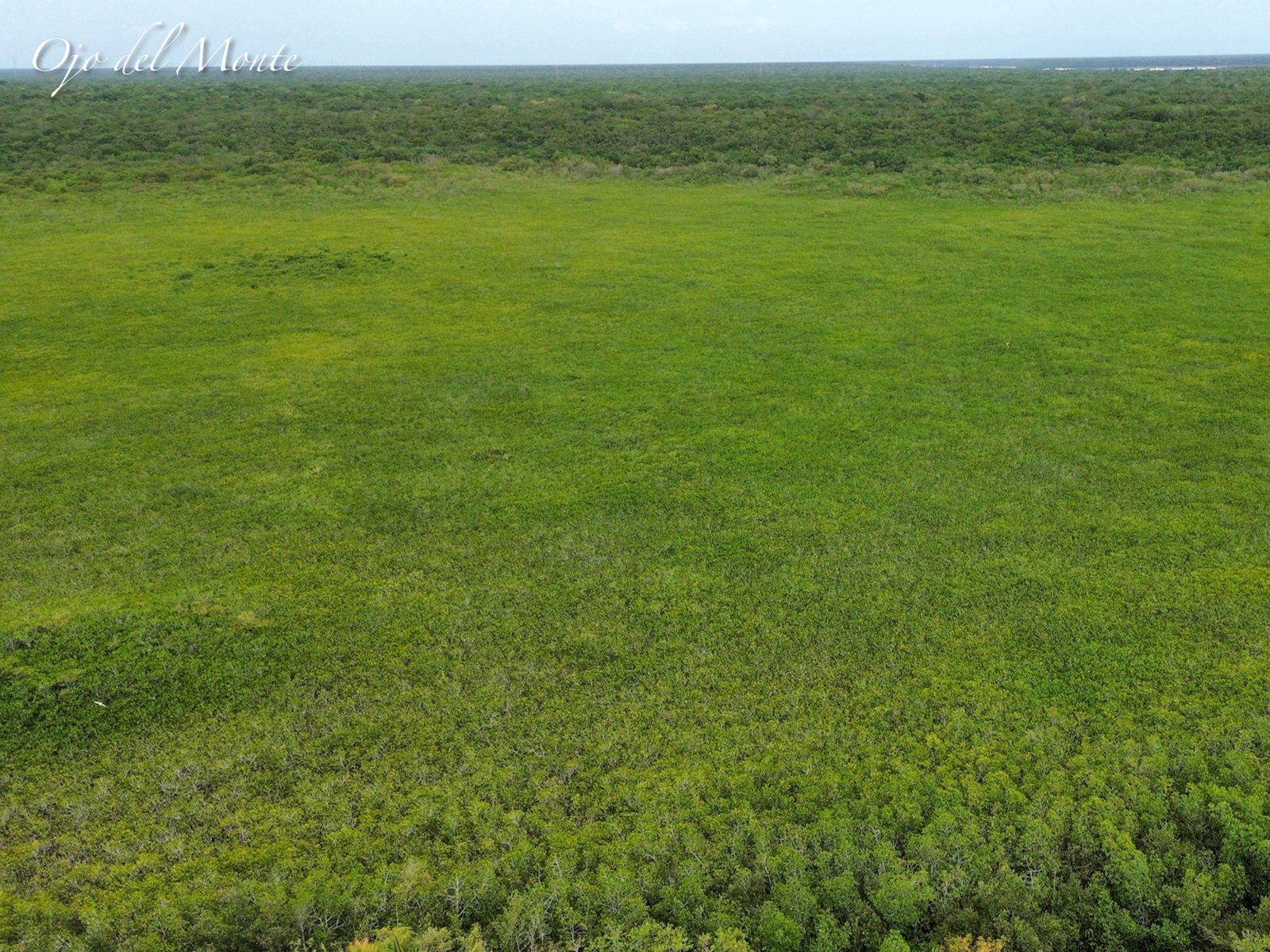 Punta Venado El ultimo gran corredor biologico de Playa del Carmen bajo amenaza - 4